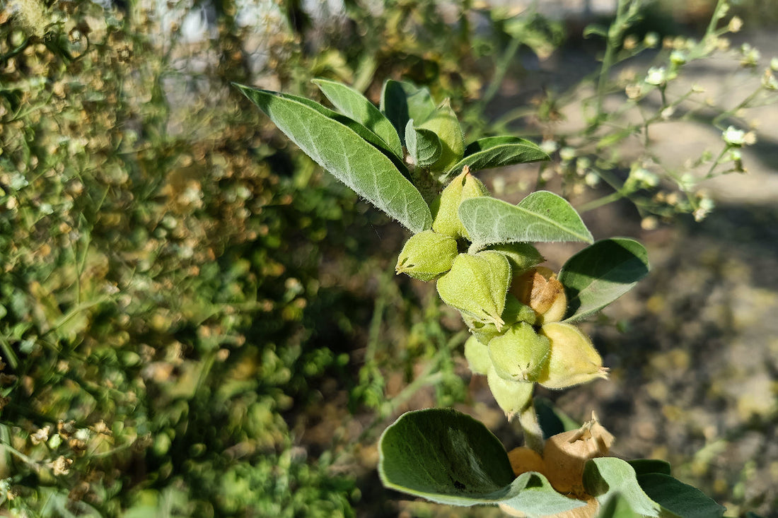 Ashwagandha werking: wat doet het echt in je lichaam?