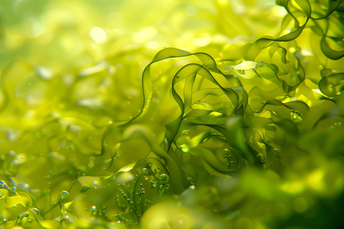 Omega 3 plantaardig: waarom algenolie beter is dan visolie