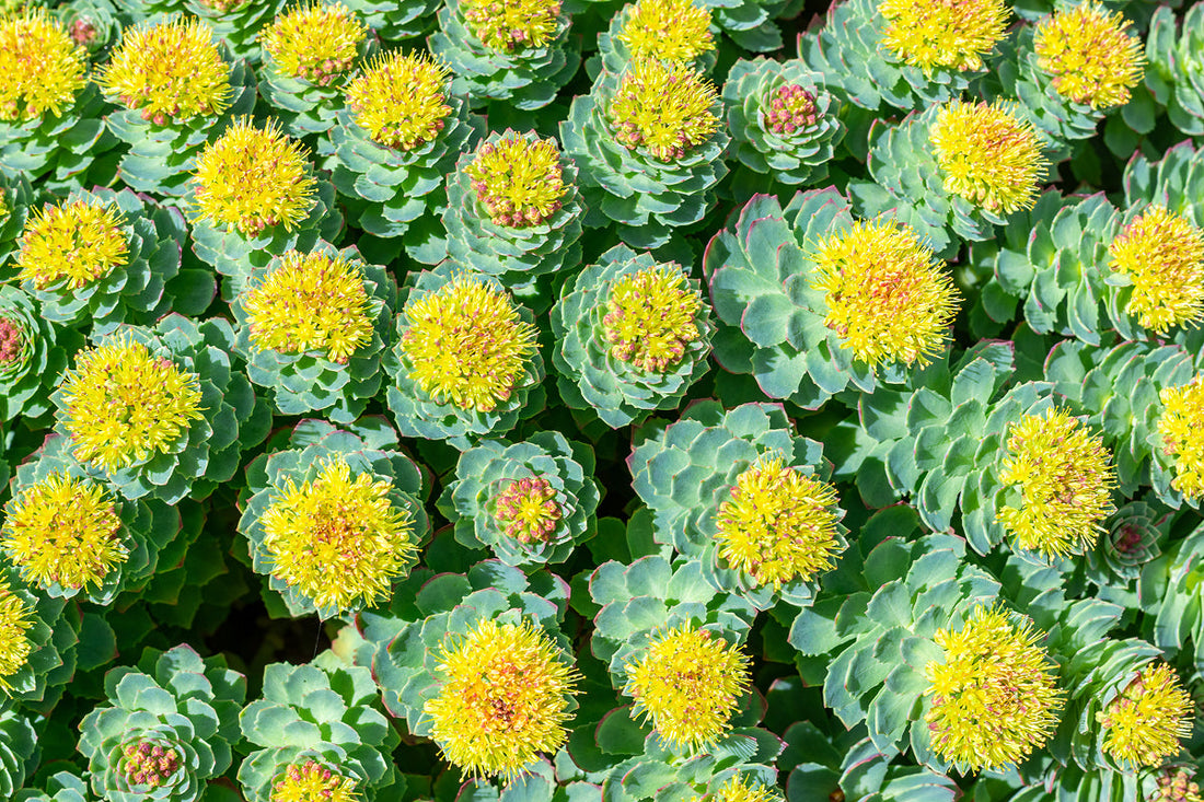 rhodiola flowers yellow