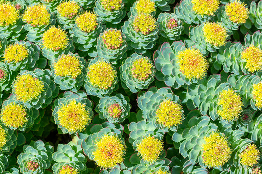 rhodiola flowers yellow