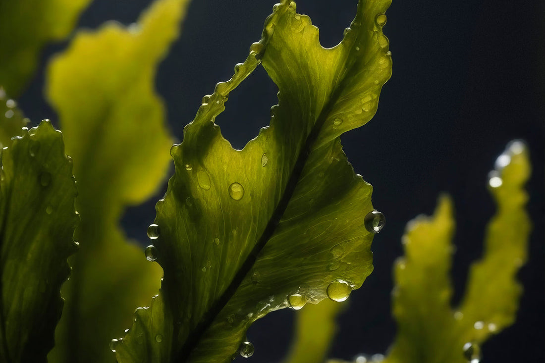 algae plant in water, close up