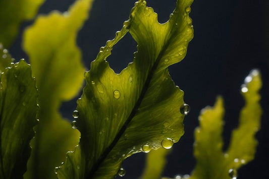 algae plant in water, close up