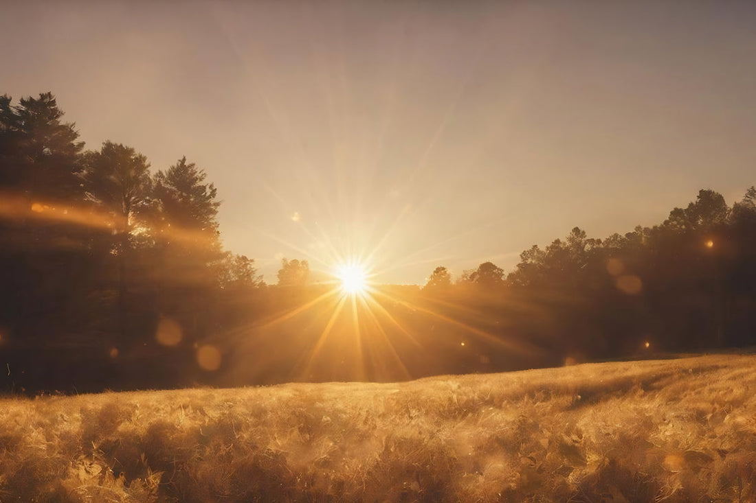 field with forest in the background and the sun almost going under the trees
