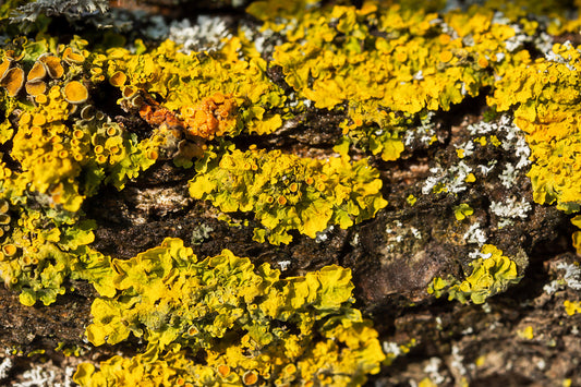 closeup of yellow and white lichen on tree