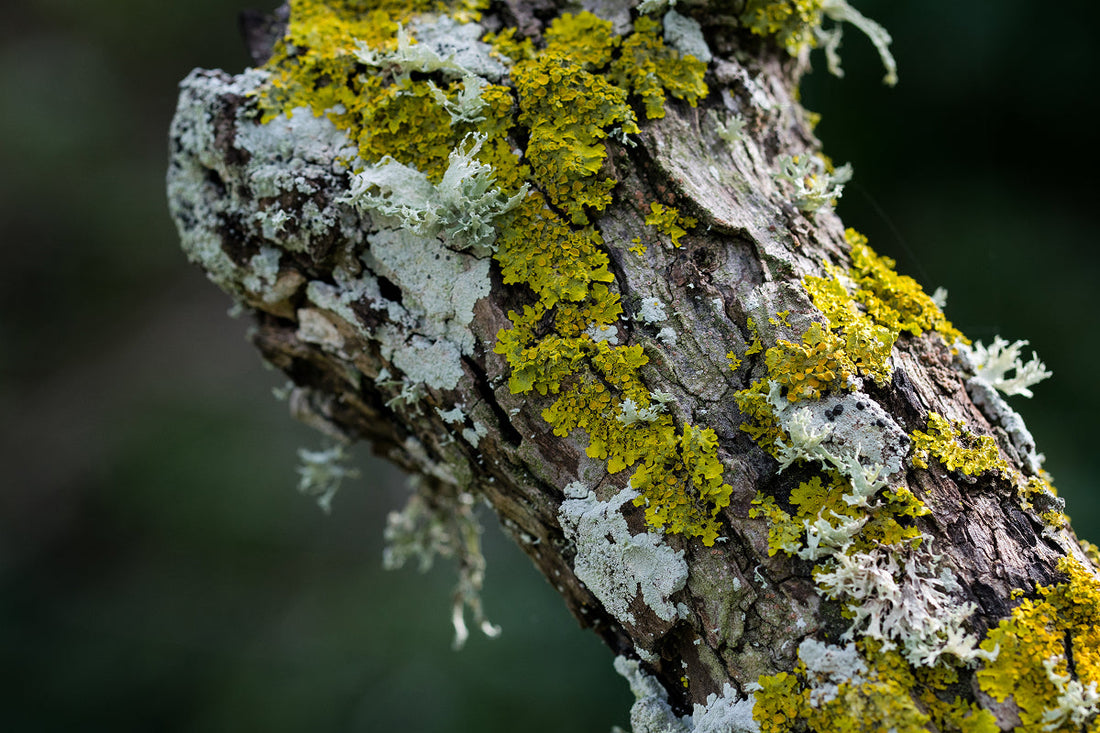 tree branch with lichen
