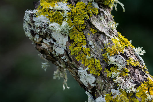 tree branch with lichen